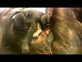 東山チンパンジー 双子の赤ちゃん⑨ Chimpanzee twin baby