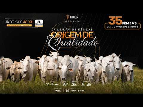 LOTE 11   AMJE 3993