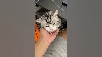 Hello I Am SIMBA The Cutest Cat Ever 