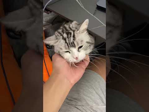 Hello I Am SIMBA The Cutest Cat Ever 