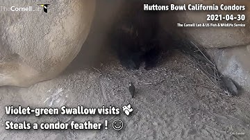 Huttons Bowl CA Condors🐦Violet-Green Swallow Visits🐦Steals A Condor Feather❗️🙃2021-04-30