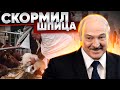 Лукашенко променял Колю на Шпица / Реальная Беларусь
