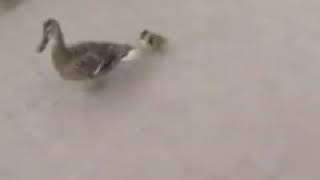 Helping animal on helo app
