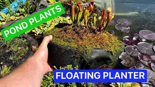 How to plant a FLOATING POND PLANTER  Best Pond Plants