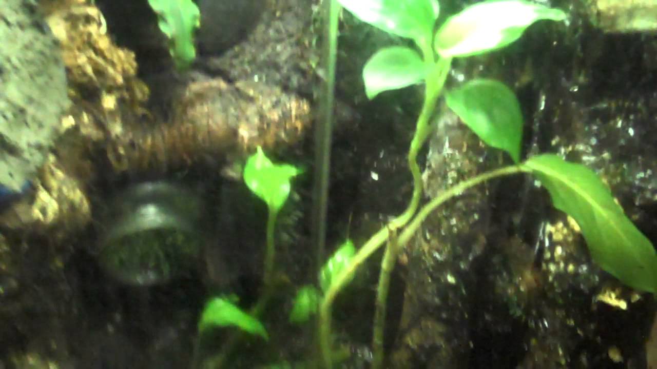 rescue rangers Terrarium update