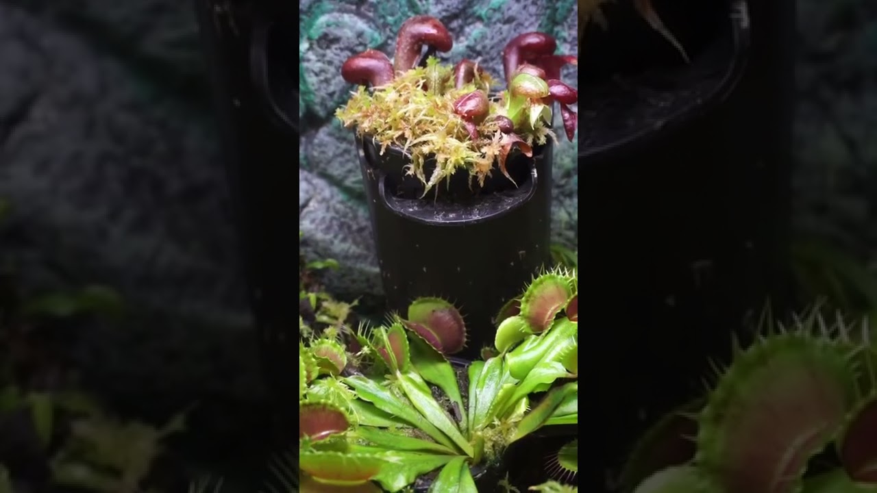 Cobra Lilly are amazing! 😁 