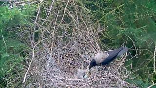 decapitation Tragic ending in heron  Hegreskogen 26 Jun 18