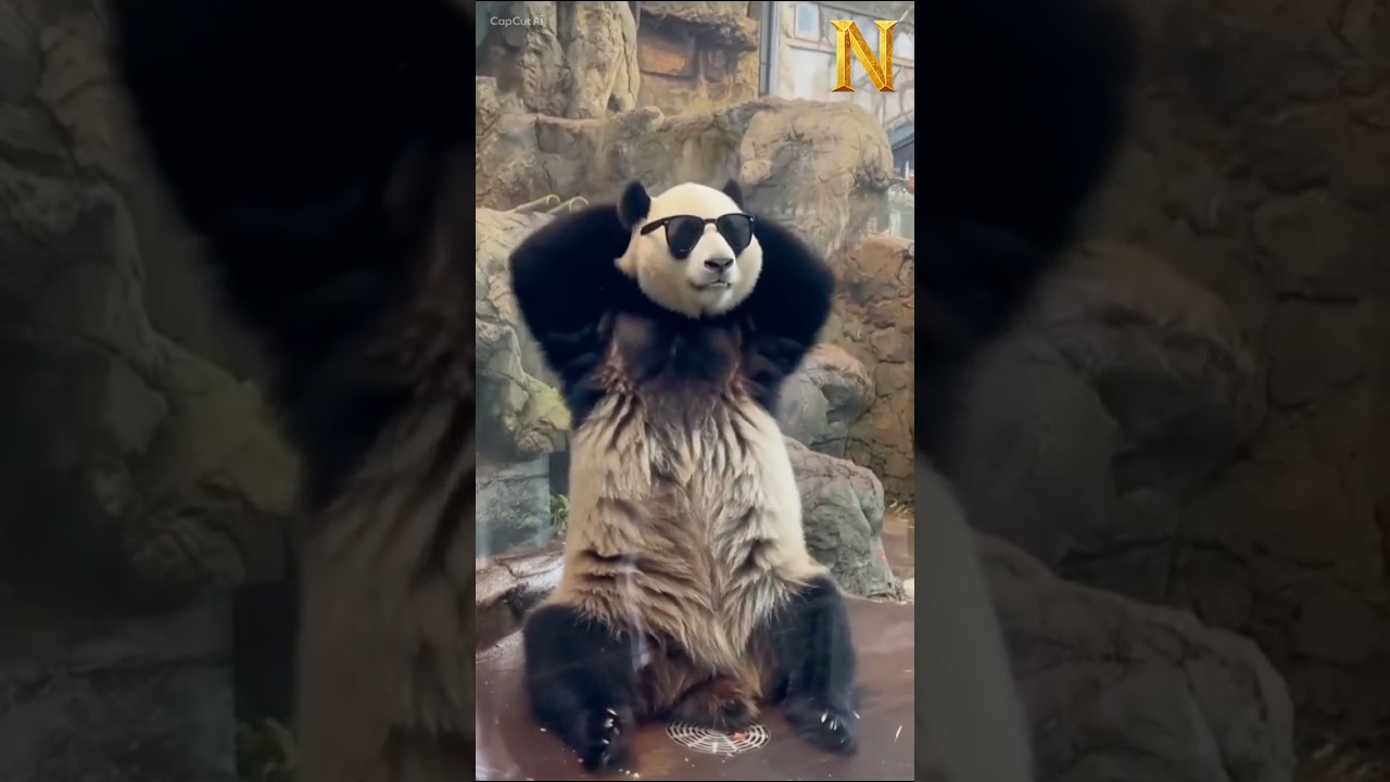 This AI Panda Is Dancing 😂🐼 - YouTube