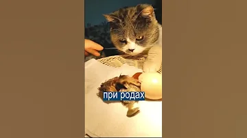 Кошка вообразила себя курицей и высидела яйца
