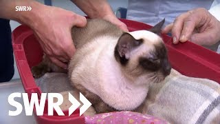 Eine Katze, ein Hund und acht Schafe | SWR Tierarztgeschichten