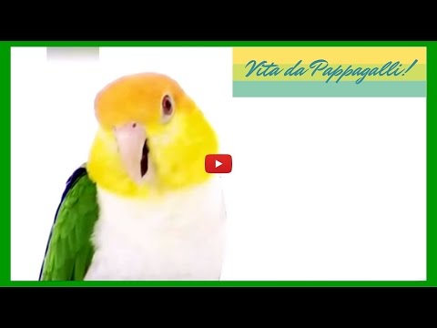 Pappagalli video documentario: parlanti, inseparabili, cenerino, parrocchetto, amazzone, ara