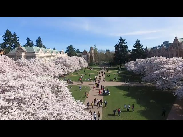 UW Cherry Blossom Cam (facing south from Art Building) - YouTube
