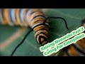 Raising Monarchs Part 3 - Caring For Caterpillars (How To Raise Caterpillars)