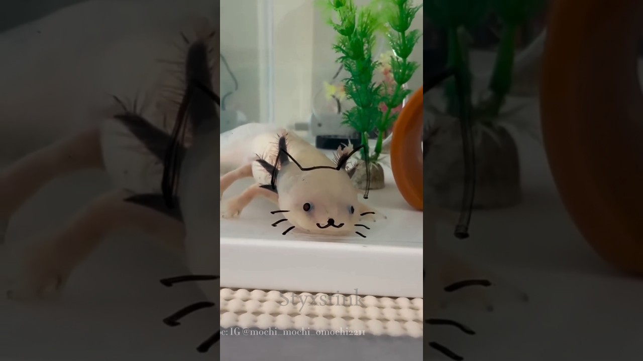 The Real-Life Regeneration Master! 🐟✨ 