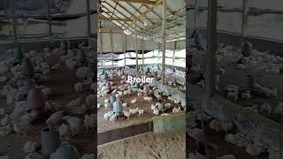 #farming #roosterfarm broiler farm #chicken 13 days