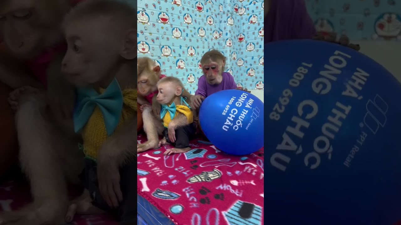 Monkey baby is so warm next to Sam boy & asher 