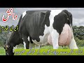 35+Pals Milkn Cow For Sale | Australian Hf Cow For Sale Biggest World Recat Cow | Danish Dariy Farm