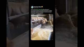 COW'S OPPOSITION REFLEX