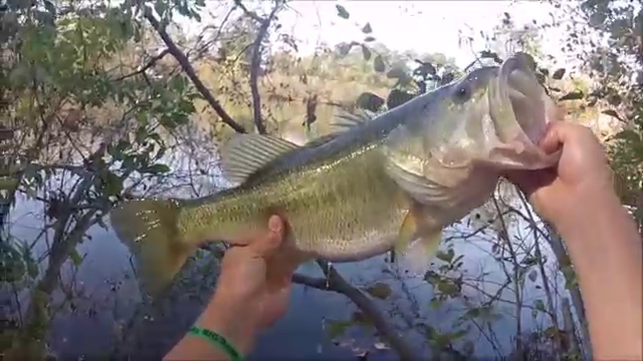 THE BEST OF FALL POND FISHING Big Fish and 8lber! YouTube