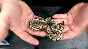 Axanthic het albino x albino spider clean up video