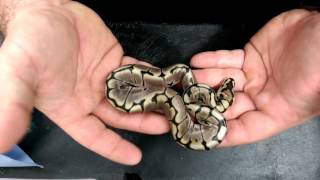 Axanthic het albino x albino spider clean up video