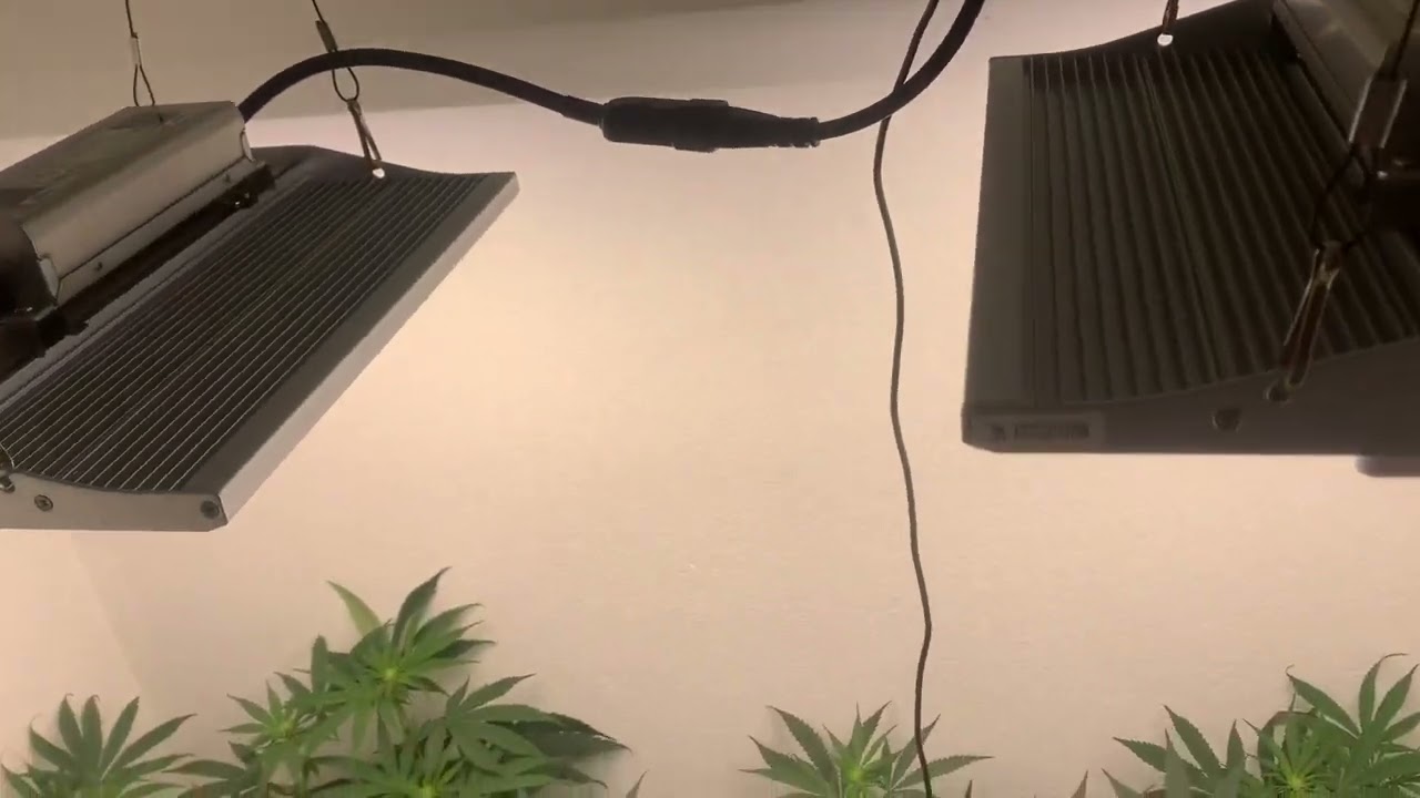 Day 8 of flower under the Viparspectra XS-1000 Hi-Biscus by Humbolt seeds