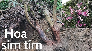 Sim rừng vanh to thân u bướu.Hoa bạn và tôi