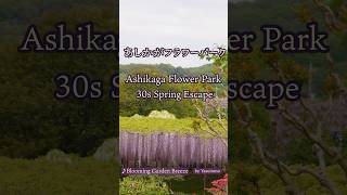あしかがフラワーパーク：花咲く風の庭園 [Vol.5]Spring Bliss at Ashikaga Flower Park [Vol.5]
