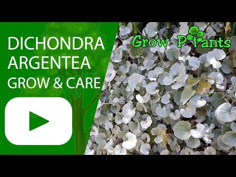 Dichondra argentea - grow and care (Silver falls)