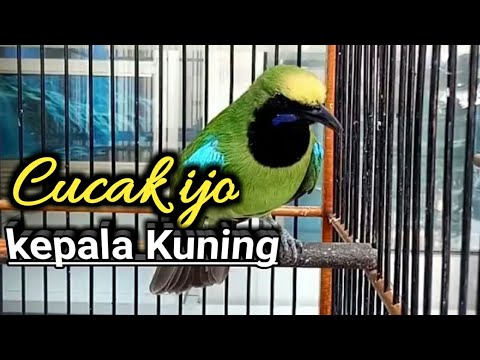 iCucaki iijoi ikepalai ikuningi icucaki iijoi imedani YouTube