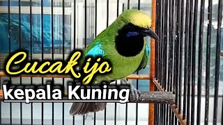 Cucak ijo kepala kuning / cucak ijo medan