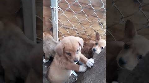 CÚN CON ĐÁNG YÊU SIÊU CƯNG - CON MẸ BÔNG