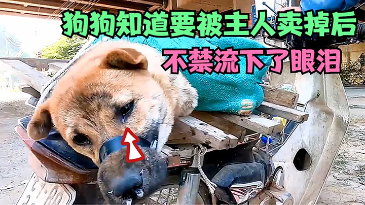 狗狗知道主人要把自己賣掉後，不經留下了眼淚 - 天天要聞
