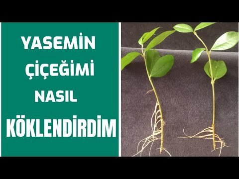 Video: İtalyan Yasemin Çiçəyinə Qulluq - İtalyan Sarı Yasemini Necə Yetişdirmək olar