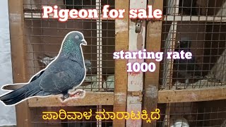 Pigeon for sale // Gk pigeon loft / ಪಾರಿವಾಳ ಮಾರಾಟಕ್ಕಿದೆ content : (8095845402)