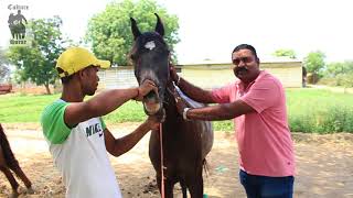 Perfect way to know age of horse |culture of horse| watch this video before buying a horse|