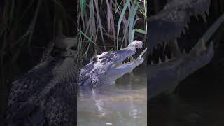A baby hat  #crocodile #croc #crocodiles #wildlife