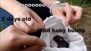 RESCUING BABY BUNNY IN OUR BACKYARD!!!😮