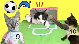 Gatos Luna y Estrella jugando al fútbol con pelotas y las gatitas / Videos de gatitos