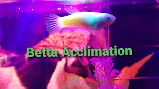 How to acclimate a betta