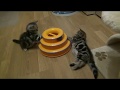 Британские котята-полосатики играют