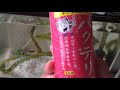 すごいんです、バクテリア メダカ6
