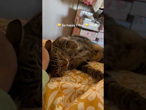 Kitty flops when