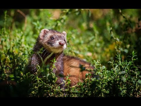 Wideo: Przewodnik dla odwiedzających akwarium w Monterey Bay