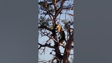 Leopard vs Monkey 🐆🆚🐒 – Wild Chase!#wildlife#reels#animals#animalworld#youtubeshorts#shortvideo