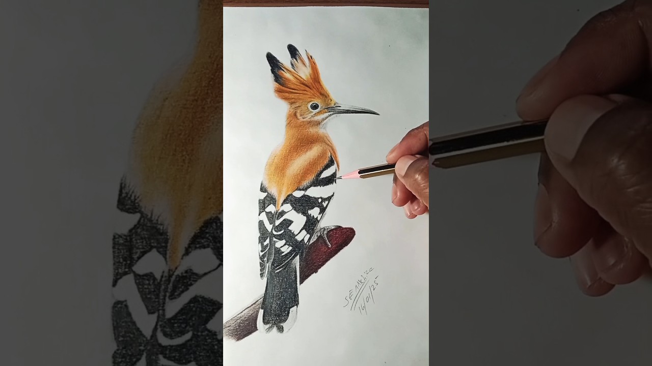 How to Draw a Hoopoe Bird.
