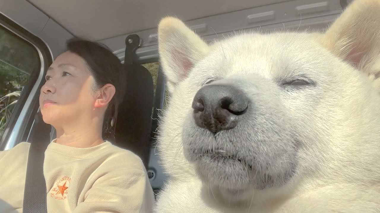 お母さんだけ別格で大好きすぎる柴犬