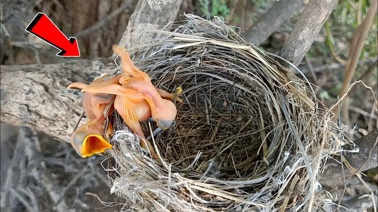 Cuckoo bird dropped the baby from the nest @BirdsofNature107 - YouTube