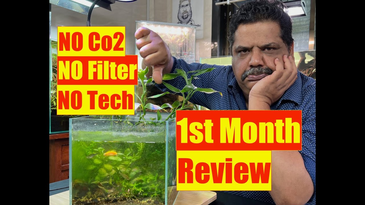 ONE Month Review How to make No Filter, No Co2, Low Tech | Natural Aquarium | Mayur Dev Aquascaper