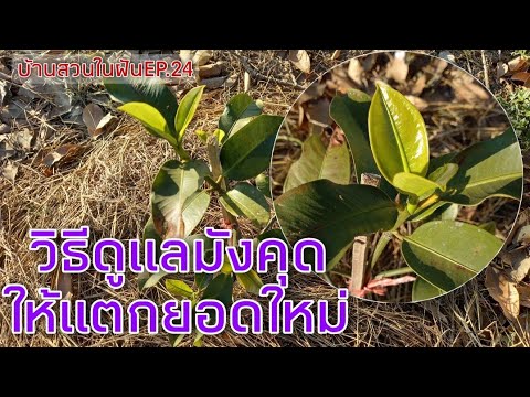 วีดีโอ: การดูแลต้นมังคุด - เคล็ดลับในการปลูกต้นมังคุด